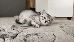 BKH Mix  Mama mit mit kitten 