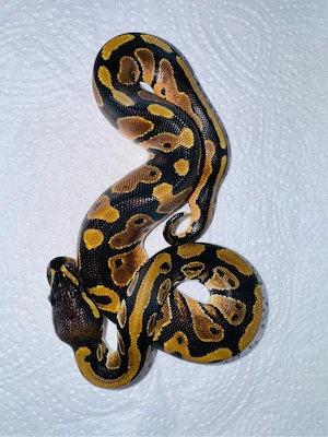 königspython Double Het Sunset Pied