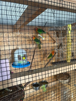 unzertrennliche Agarponiten