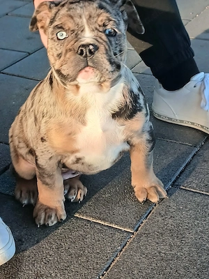New Englische Bulldogge welpe Rüde 