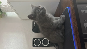 Kitten Kater Grau Tabby Shaded BKH   geboren