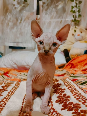 Sphynx katze 