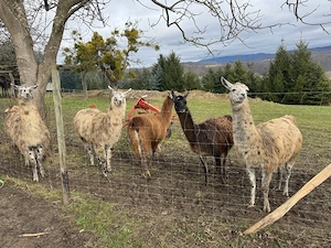 Lama Stuten einzeln oder in Gruppe