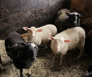 Milchschaf Lämmer vom Biobauernhof 