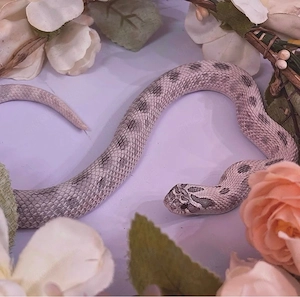 Heterodon nasicus, Hakennasennattern Lavender Arctic Lavender Coral Het Lavender