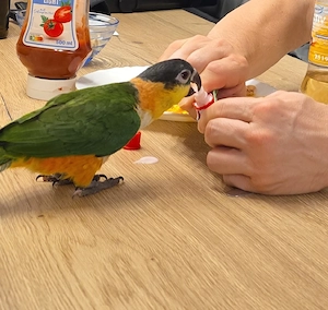 Grünzügelpapagei Pärchen 