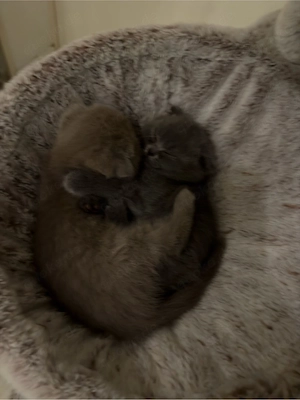 BKH Katzenbabys zu verkaufen   