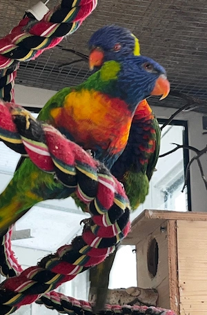 Gebirgslori - Allfarblori - Lori abzugeben