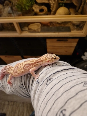 3 Leopardgecko-Damen suchen neues Zuhause - optional mit Terrarium