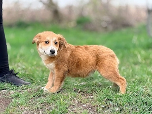 *TILLY* mit einer Menge Energie gelanden ist die Welpin freundlich unterwegs