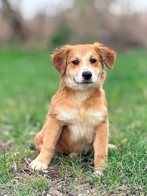 Welpe *TILLY* - lieb, freundlich, anhänglich, sozial, neugierig, verspielt