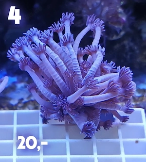 Meerwasser Korallen Ableger  !!!EXPRESSVERSAND!!!