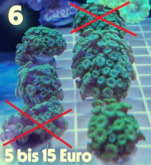 Meerwasser Korallen Ableger  !!!EXPRESSVERSAND!!!