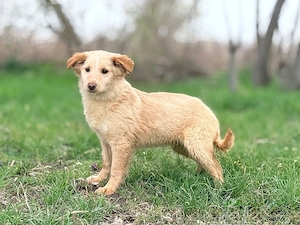 Welpe *TILDY* Ich bin lieb, anhänglich, verspielt, voller Energie und suche aktive Familie