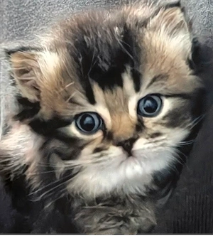 Bkh Britisch Kurzhaar Kitten  Kätzchen