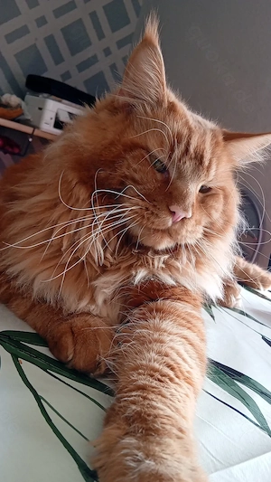 Main Coon xxl Deckkater 