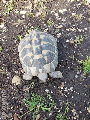 griechische Landschildkröte "Lucky" männlich Nachzucht von 2019