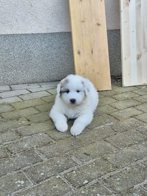 NUR NOCH 4 Pyrenäenberghundwelpen