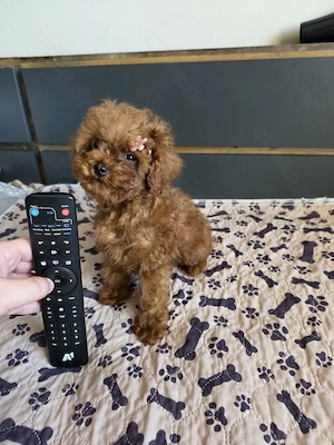 Traumhafte Miniatur-Toy-Pudel Mädchen - intensiv rot, geboren am 20.12.2025