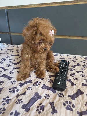 Traumhafte Miniatur-Toy-Pudel Mädchen - intensiv rot, geboren am 20.12.2025