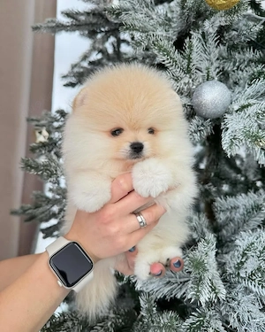 Superniedliche und gesunde Pomeranian-Welpen