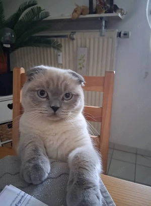 BKH sucht ein neues Zuhause 