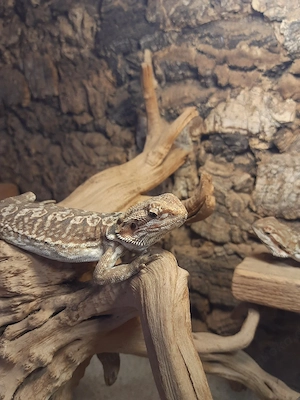 Bartagame 8 Monate Weibchen