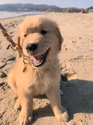 Reinrassige Golden-Retriever-Welpen (männlich und weiblich)