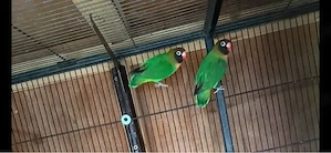 Rußköpfchen Liebesvögel klein Papagein Zwerg Papagei