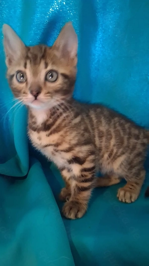 Kitten sucht Anschluss 