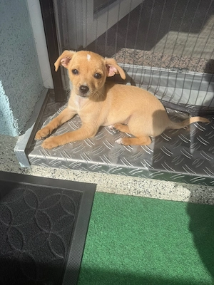 Süßer Pinscher Jack Russell Mix (Rüde)   10 Wochen alt sucht liebevolles Zuhause   