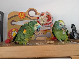 Blaustirnamazonen Paar m w