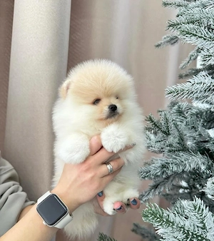 Pomeranian-Welpen 