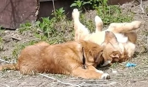 Dandy sucht seine Familie