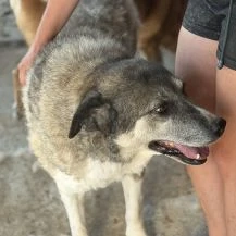 Florentine L ca. 60 cm   ein Ruhepol