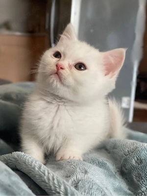 Britische kurze Harre