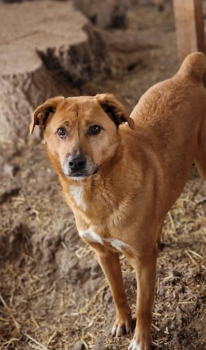 Nanachi wartet schon sehr lange auf ein Zuhause