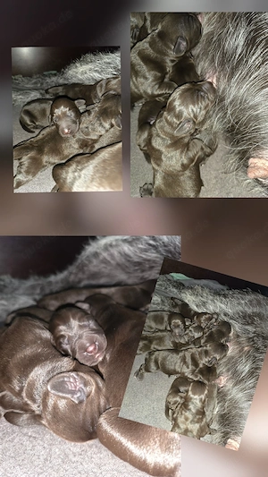 Deutsch Drahthaar x Labrador Welpen 