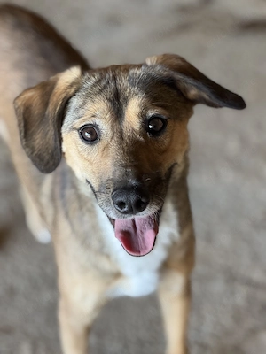 Watani ca. 45 cm   mit dem nachdenklichen Blick