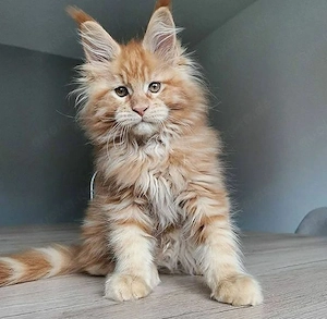 Drei Monate alte kastrierte Maine-Coon-Kätzchen