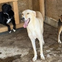 Sugar G ca. 46 cm   der Elegante