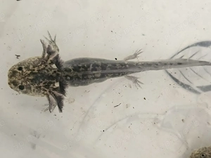 Axolotl Nachwuchs  Bild 4