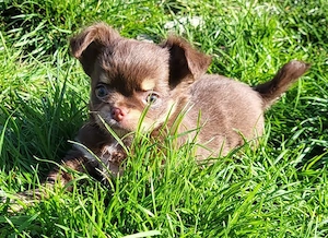 Reinrassiger langhaariger Chihuahua Welpe 