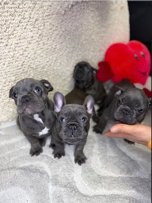 Französische Bulldogge Mix Welpen Freiatmend