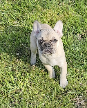 Französische Bulldogge  Welpe Rüde 