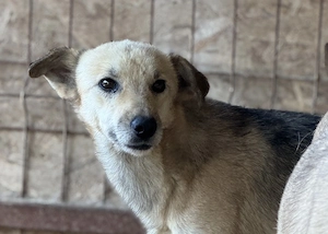 Skadi F ca. 44 cm   die Süße