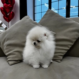 Superniedliche und gesunde Pomeranian-Welpen