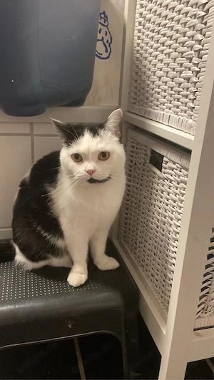 BKH Katze (Weibchen)