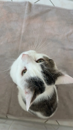 Kater sofort abzugeben