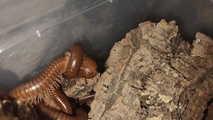 Spirostreptus sp. 1 "Tansania" und Centrobolus splendidus